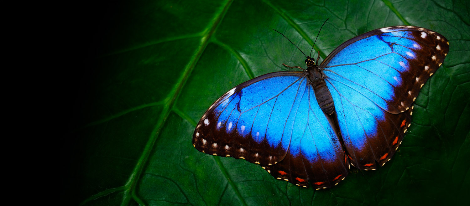 Butterfly Symbolism And Meaning In World Culture Shop LC