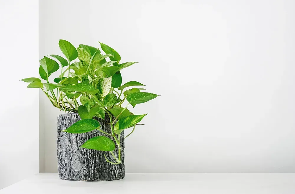 Boss's Day Gift Guide: Appreciate Your Boss's Awesomeness with an Awesome Gift