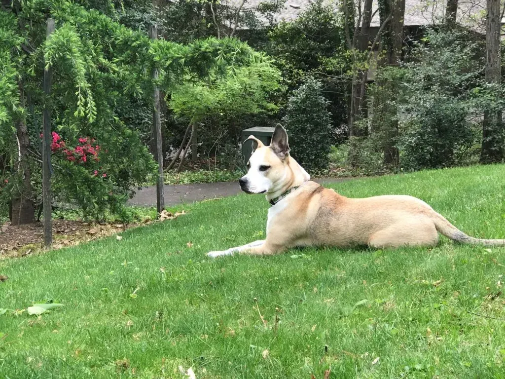 Mulligan, spokesdog for TurfMutt Foundation.