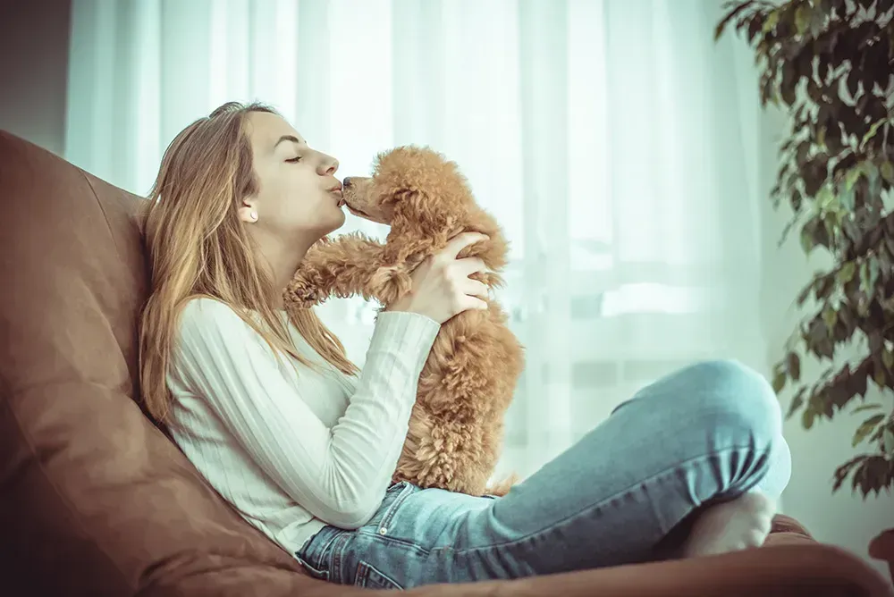 Woman playing with her poodle on a brown couch.