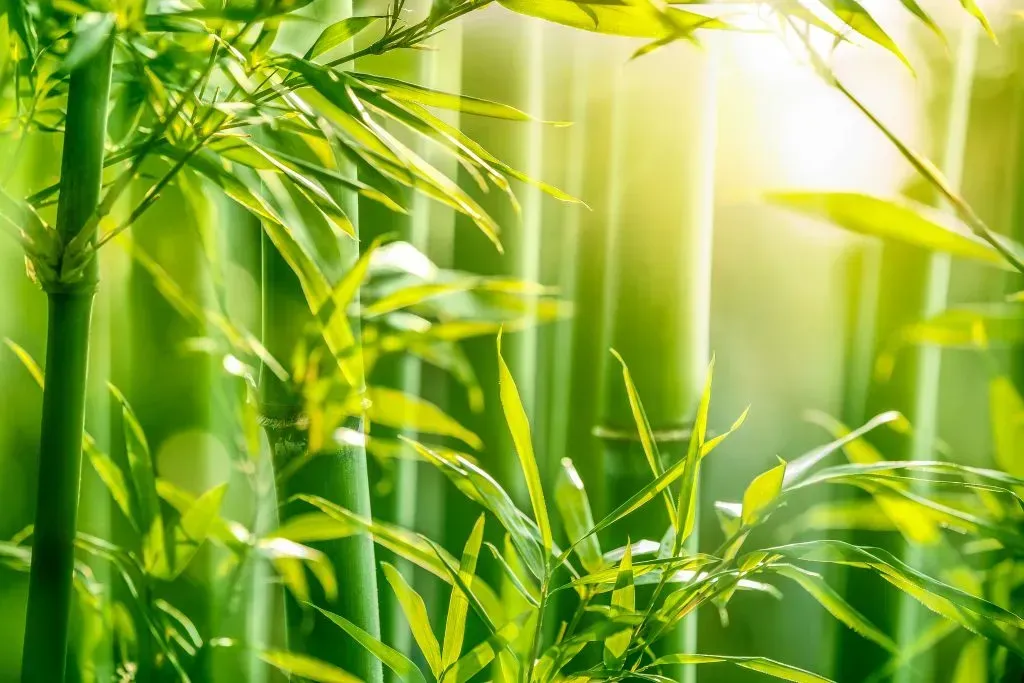 A lush bamboo forest. 