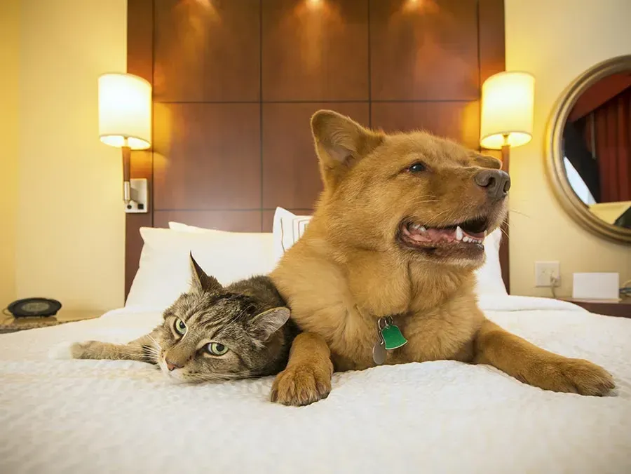 pet travel tips