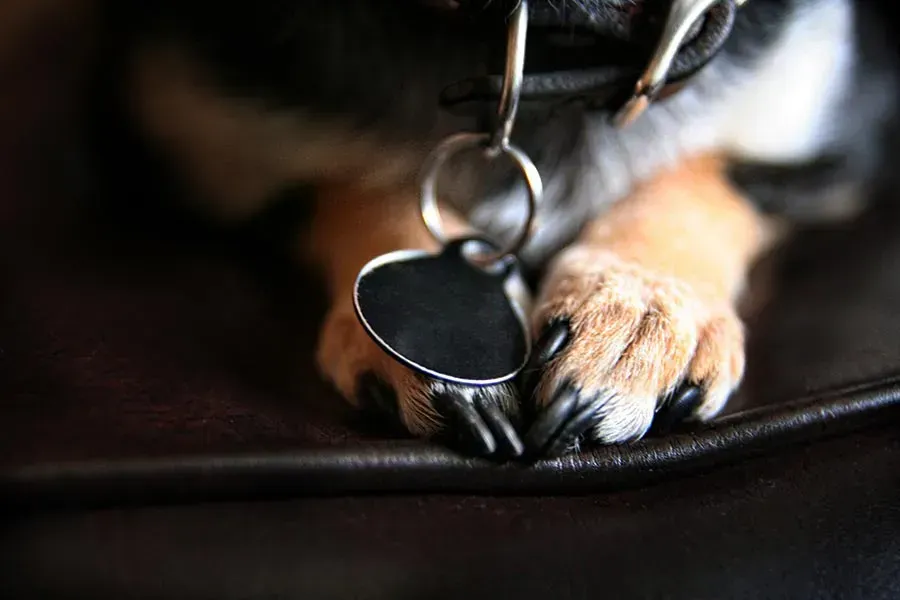 pet travel tips