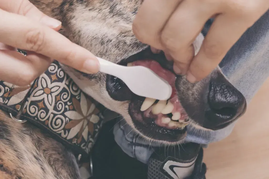 Close up of brushing dogs teeth.