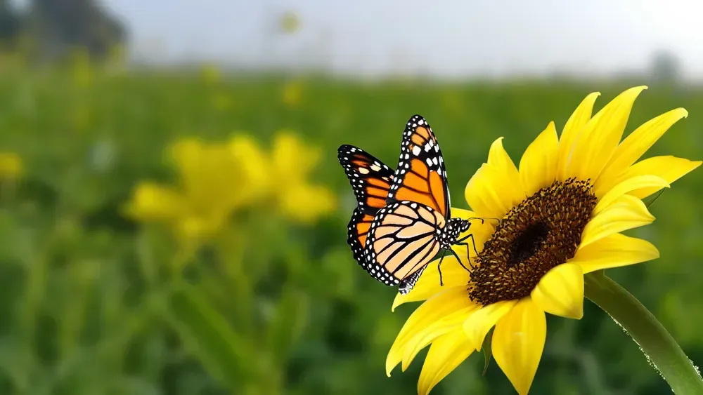 Monarch butterfly on sunflower with blurry background. 