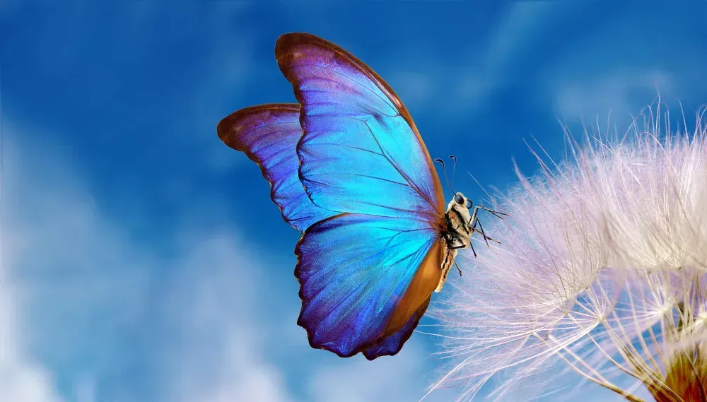 Natural pastel background of a Morpho butterfly and dandelion. Seeds of a dandelion flower on a background of blue sky with clouds.