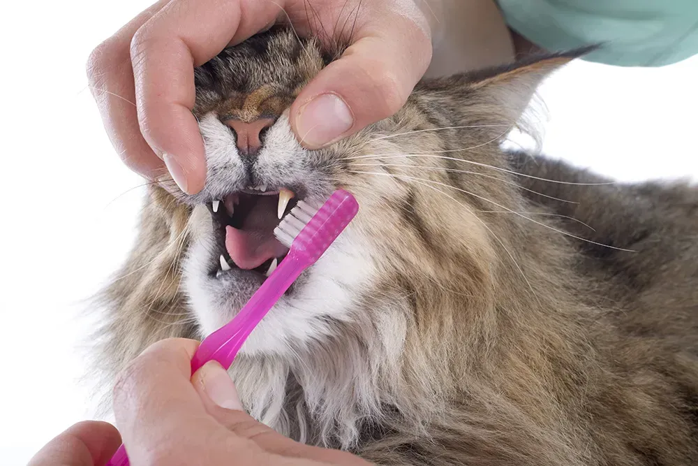 Brushing cat teeth with pink toothbrush.