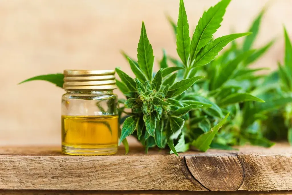 CBD oil and hemp plant. 