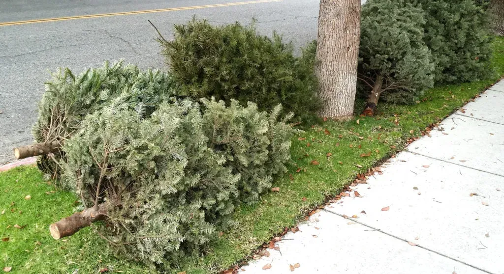Christmas is over and so is the life of a Christmas tree tossed to the curb for the recycle truck to come and get.