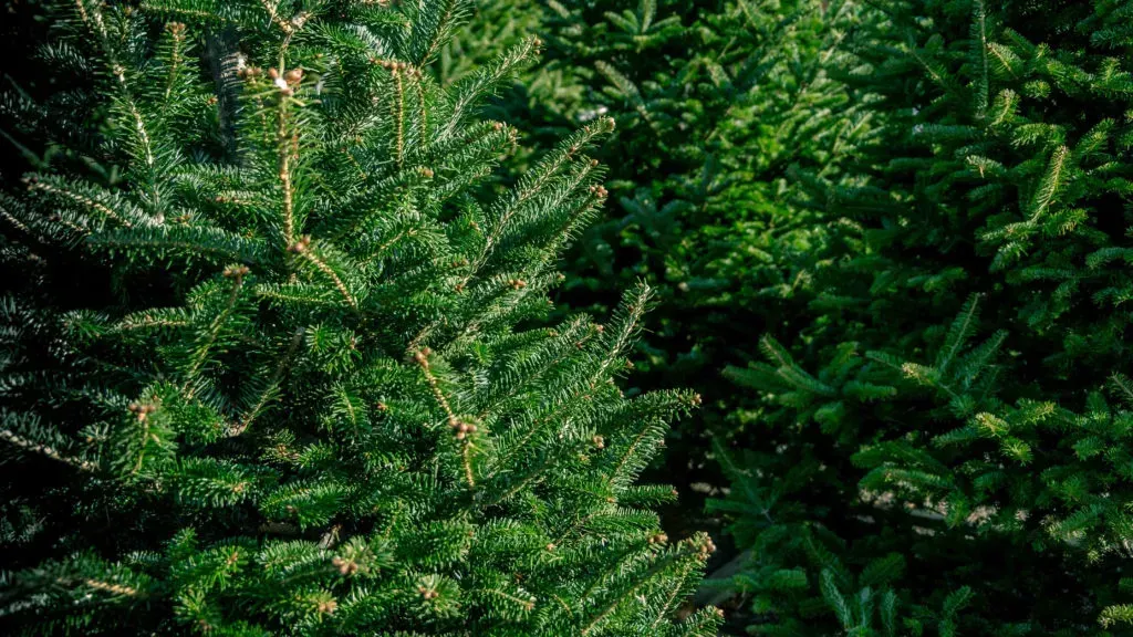 Group of various types of real evergreen Christmas trees on display for sale at seasonal live tree lot.