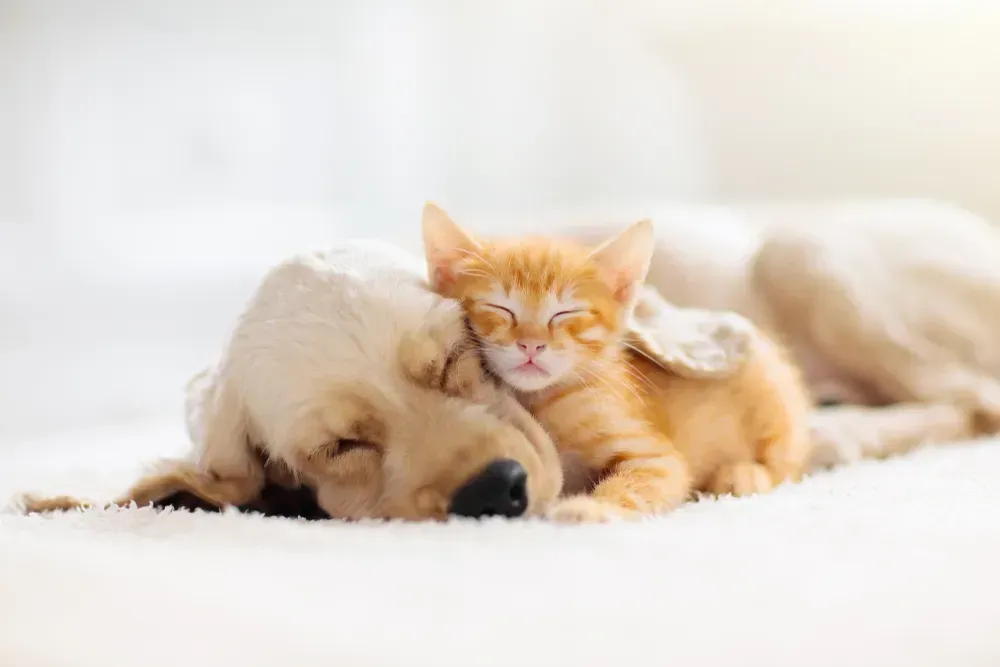 Most Paw-some Dog (and Cat!) Names of 2022