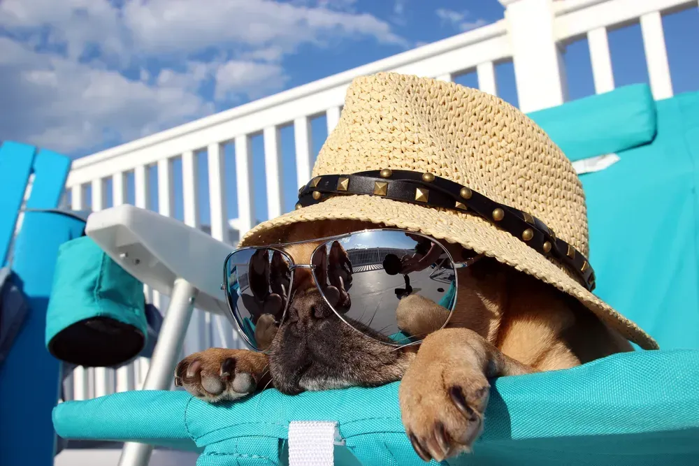 Dog Days of Summer: Pamper & Protect Your Pooch
