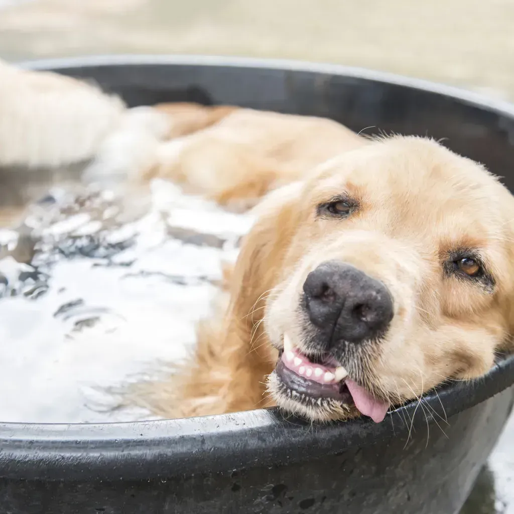Dog relaxing in tub.