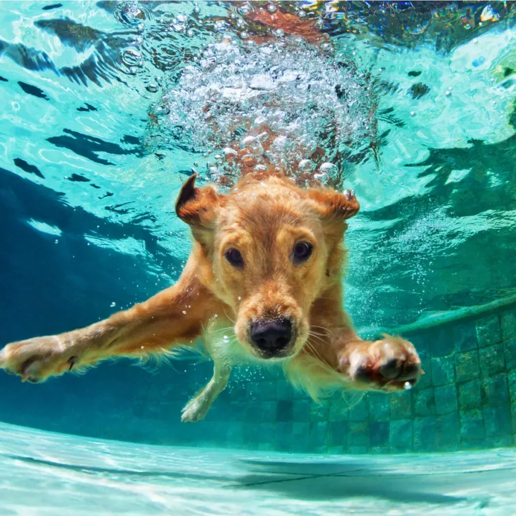 HOW TO KEEP DOGS COOL IN THE SUMMER HEAT