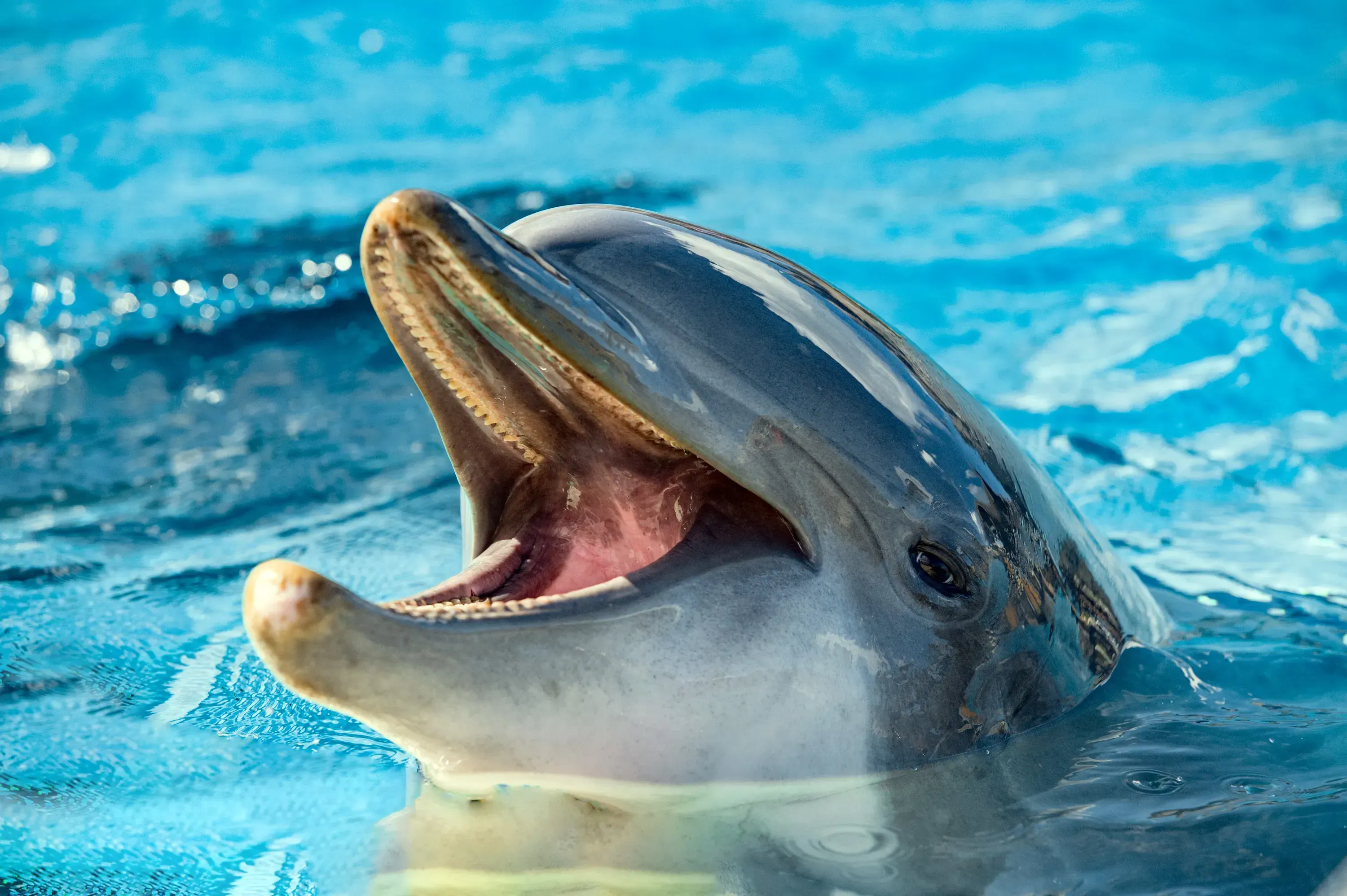 A dolphin poking his head above water and smiling.