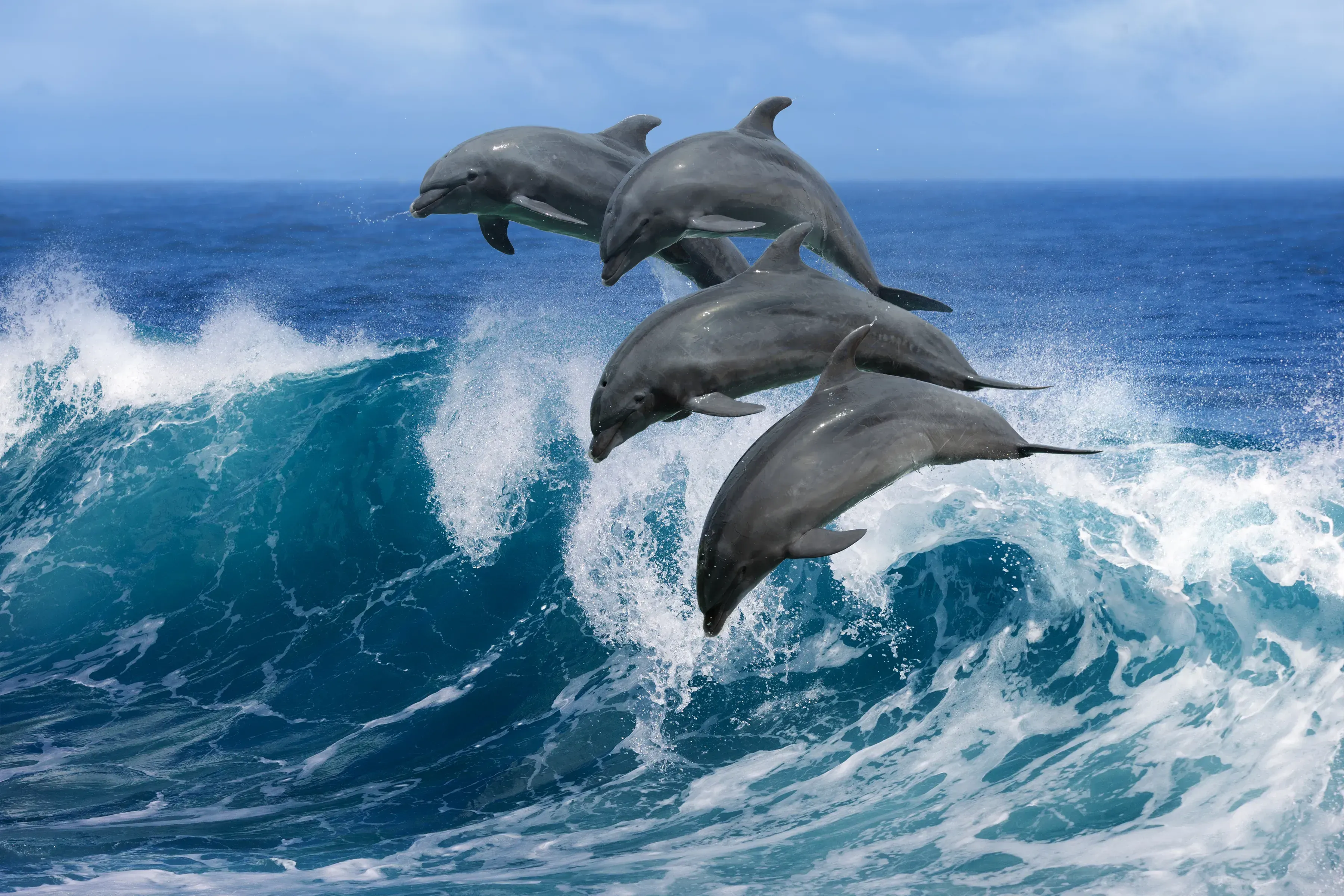 A pod of dolphins leaping above the waves!