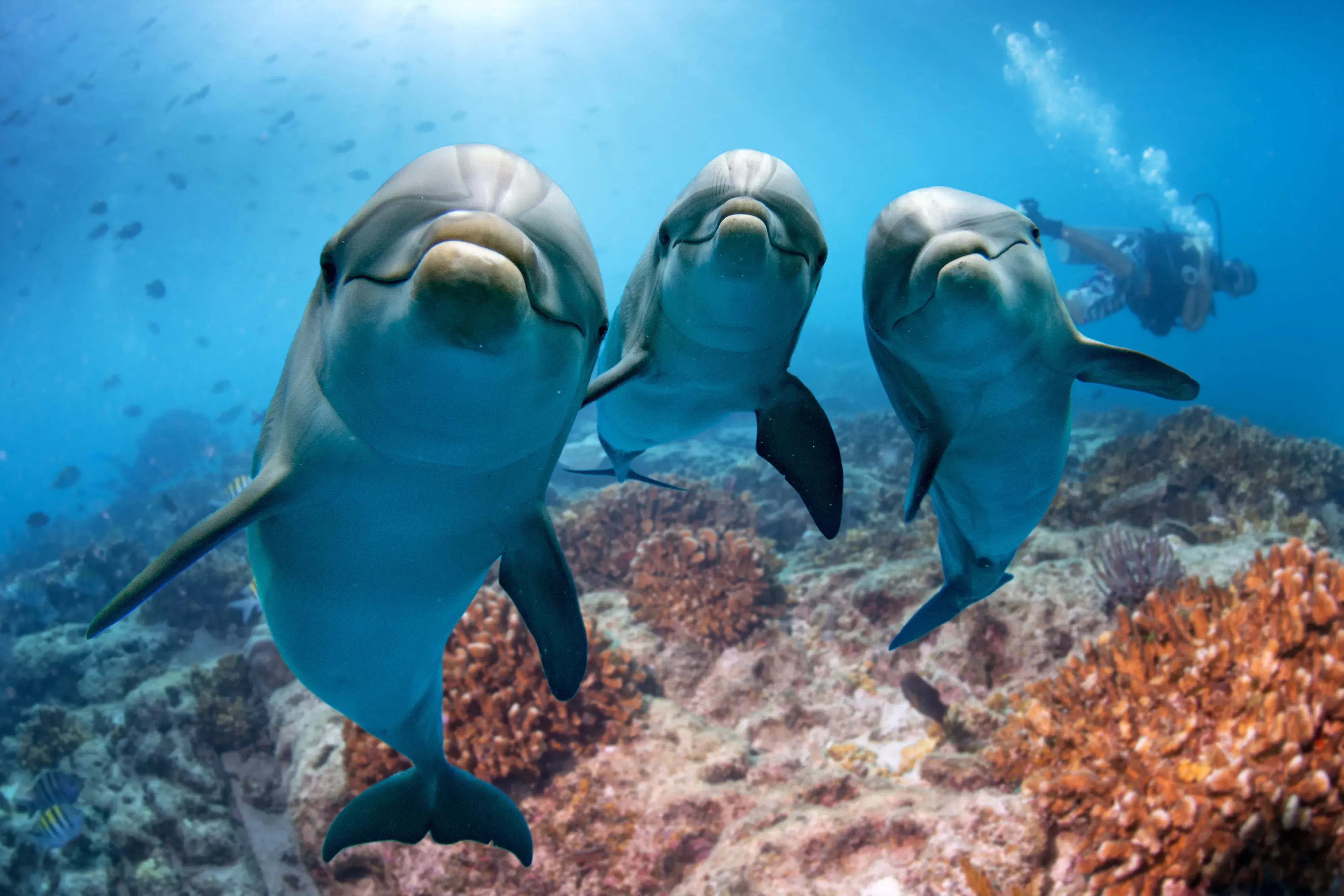 Featured Image: What Do Dolphins Symbolize?