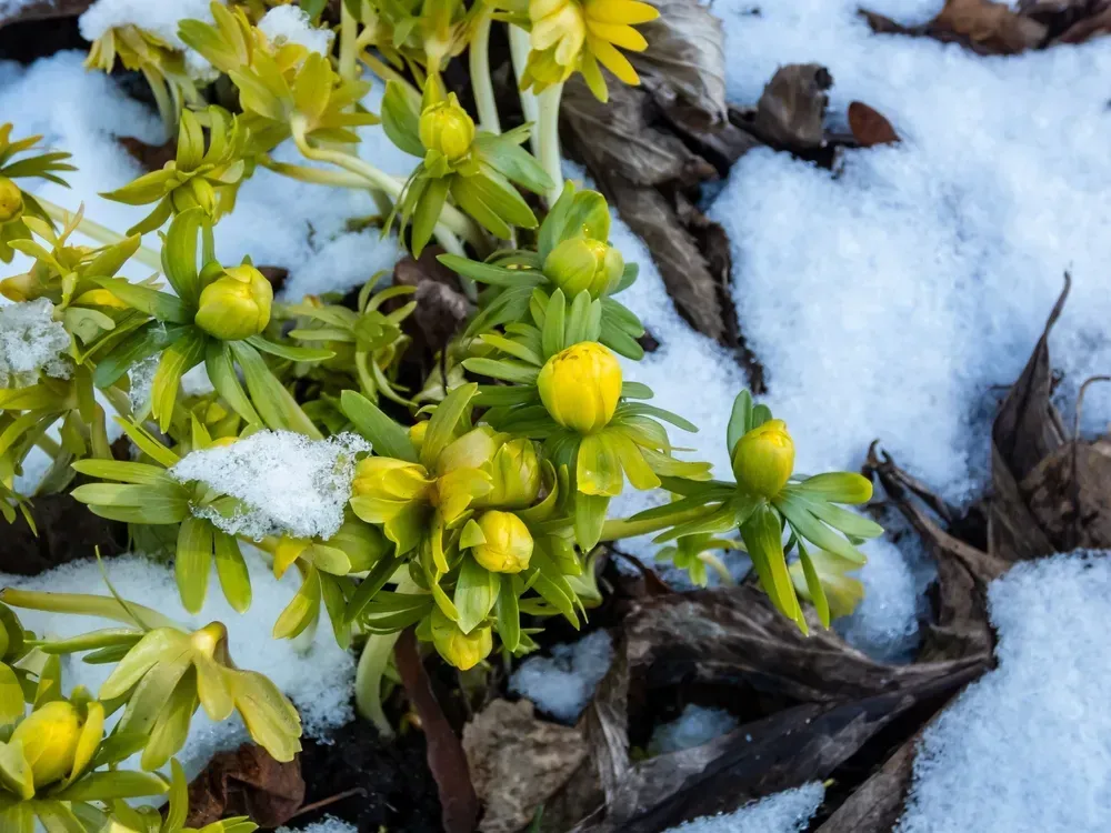 Emerging from Winter as a Better You: 10 Ways to Bloom