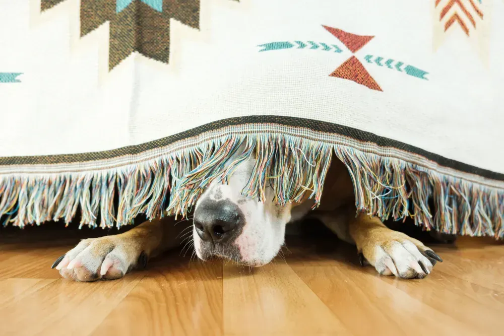 SUMMER FIREWORKS TIPS FOR PETS ON JULY 4TH