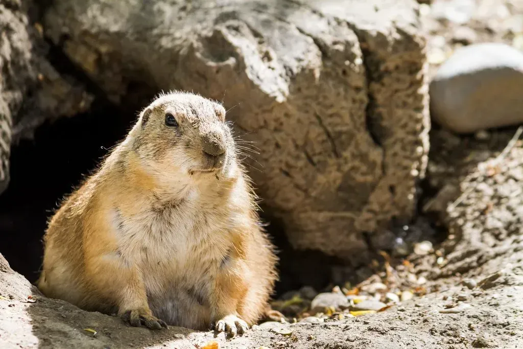 10 Things You Didn't Know About Groundhog Day