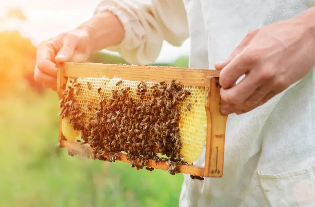 The beekeeper holds a honey cell with bees in his hands.