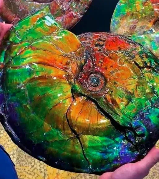 WHAT IS CANADIAN AMMOLITE? DISCOVER ITS GEMOLOGY &amp; BENEFITS