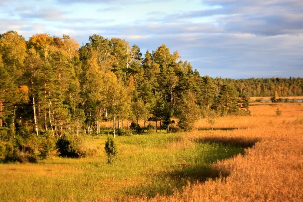 INTERNATIONAL DAY OF FORESTS HIGHLIGHTS FOREST CONSERVATION