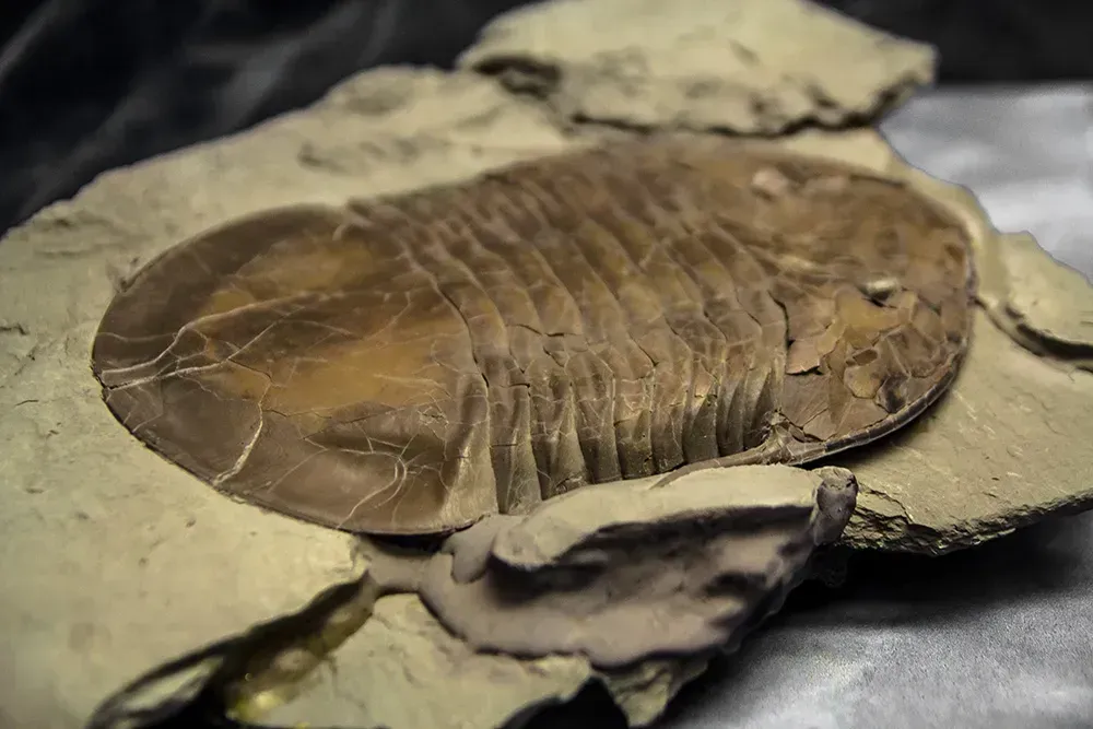 Isotelus fossil.