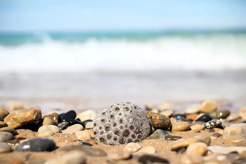 Petoskey stone on a beach.
