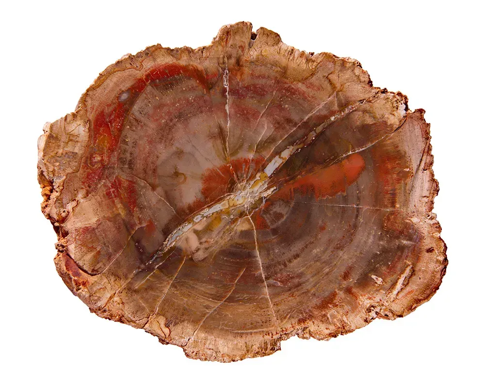 Petrified wood cross section. 
