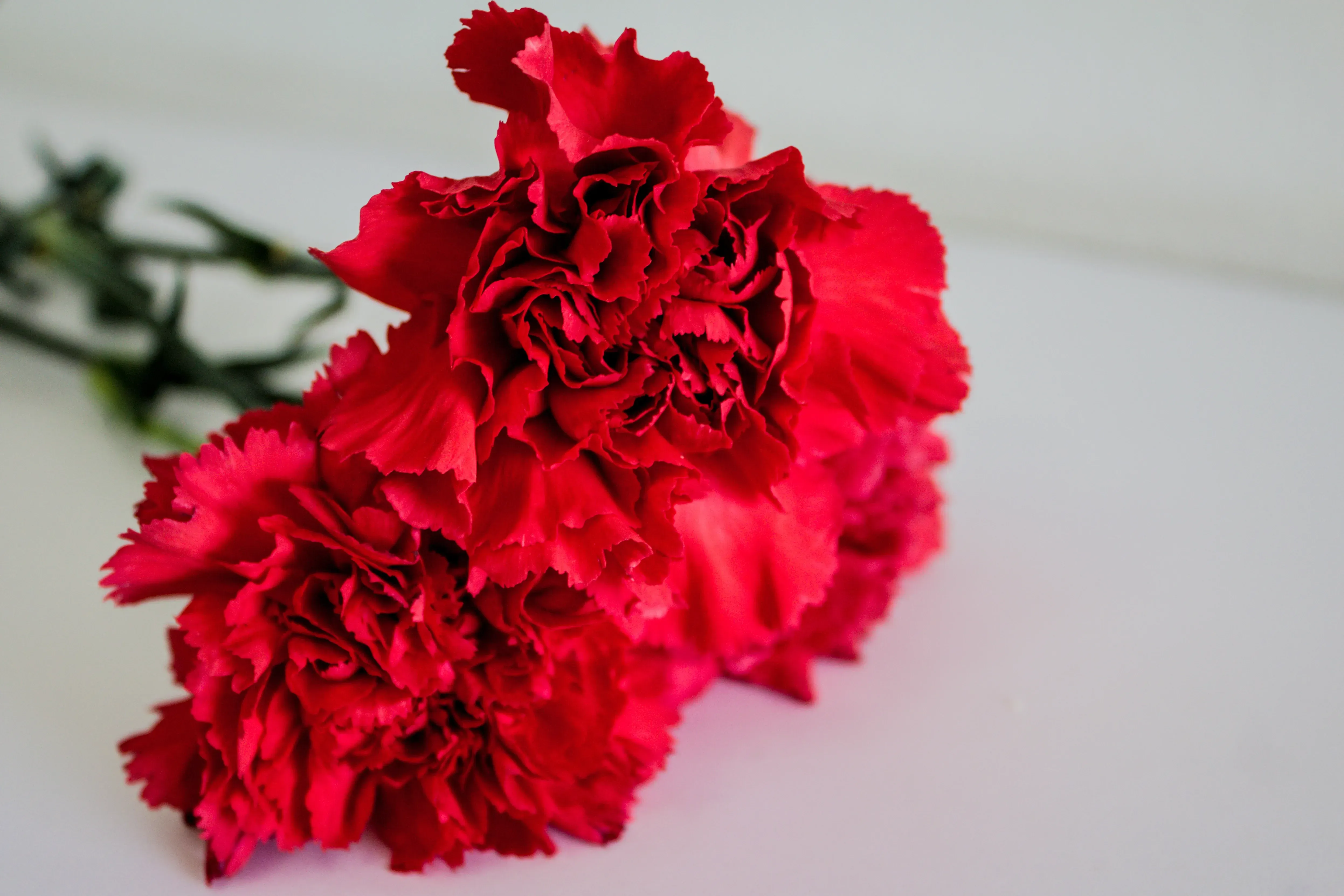 Red carnations resting on white table. 