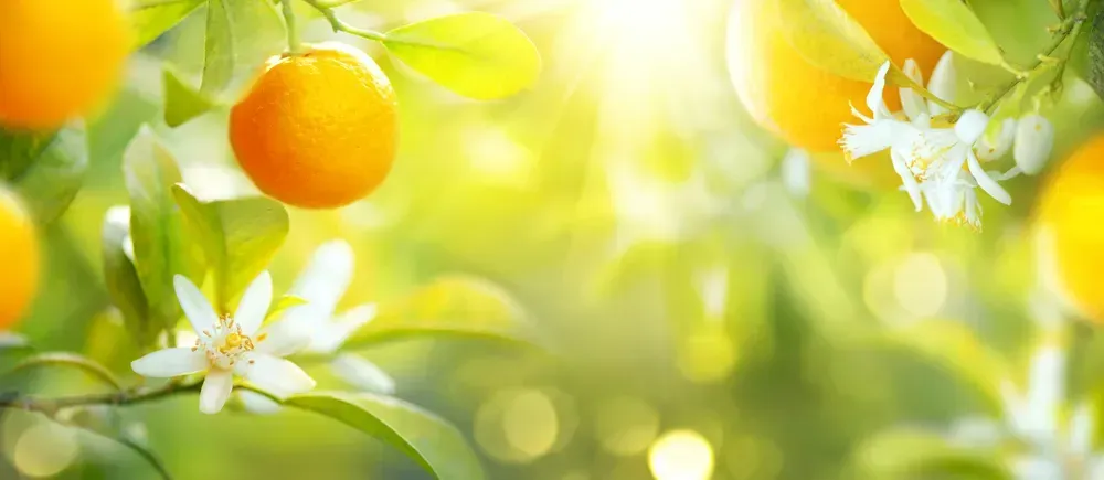 From Pinterest Predictions to Reality: Orange is Taking Over 2023 Weddings