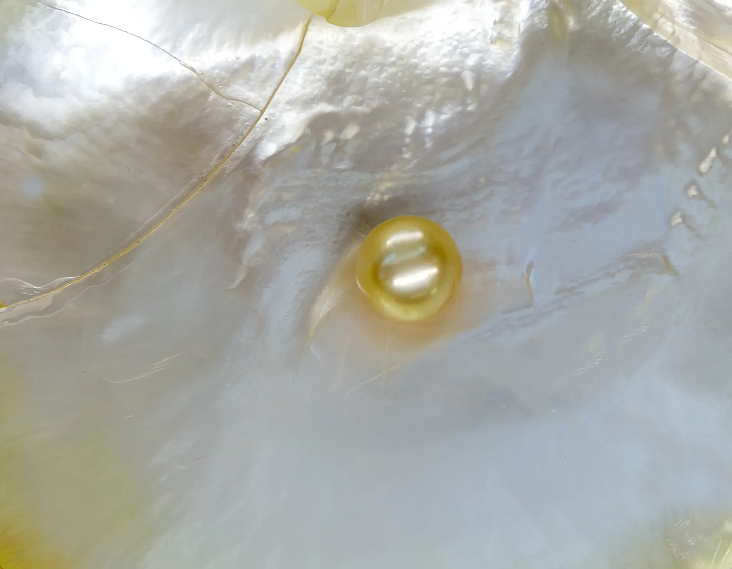 Single white pearl in mother-of-pearl Seashell Pinctada maxima oyster.