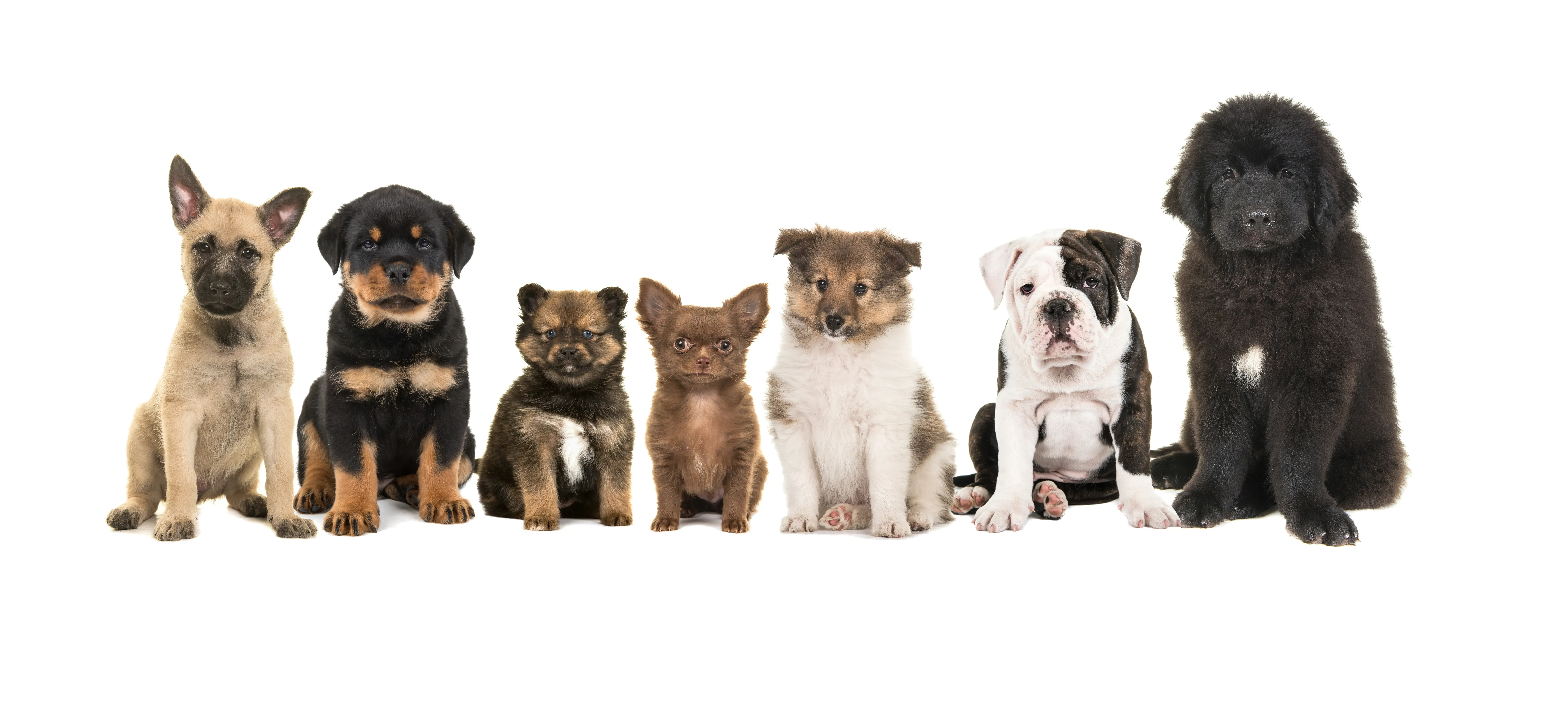 Seven different breeds of puppies.