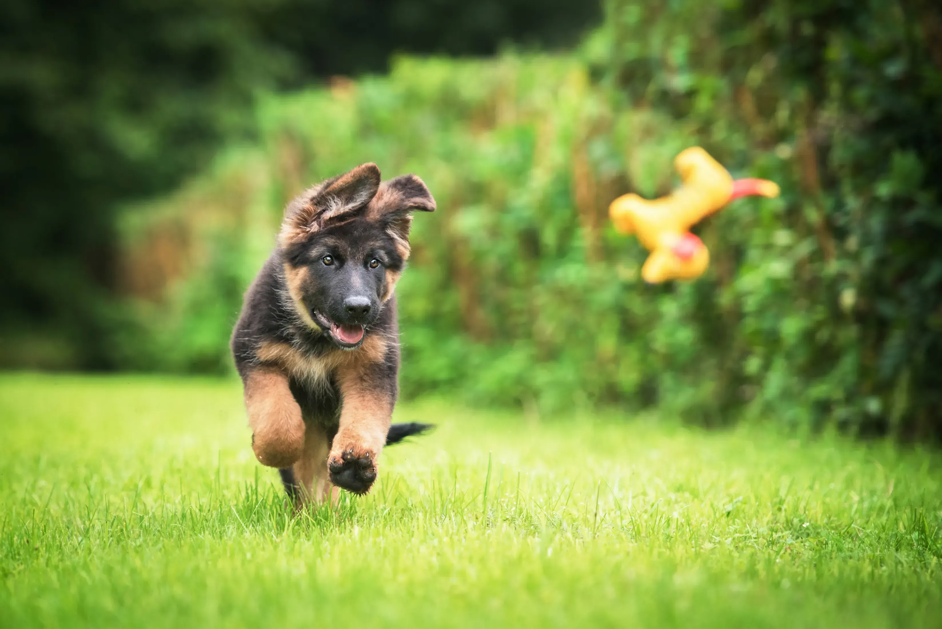 German Shepard puppy frolicking in green grass. 