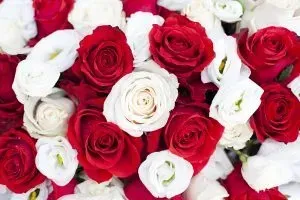 Red and white roses.