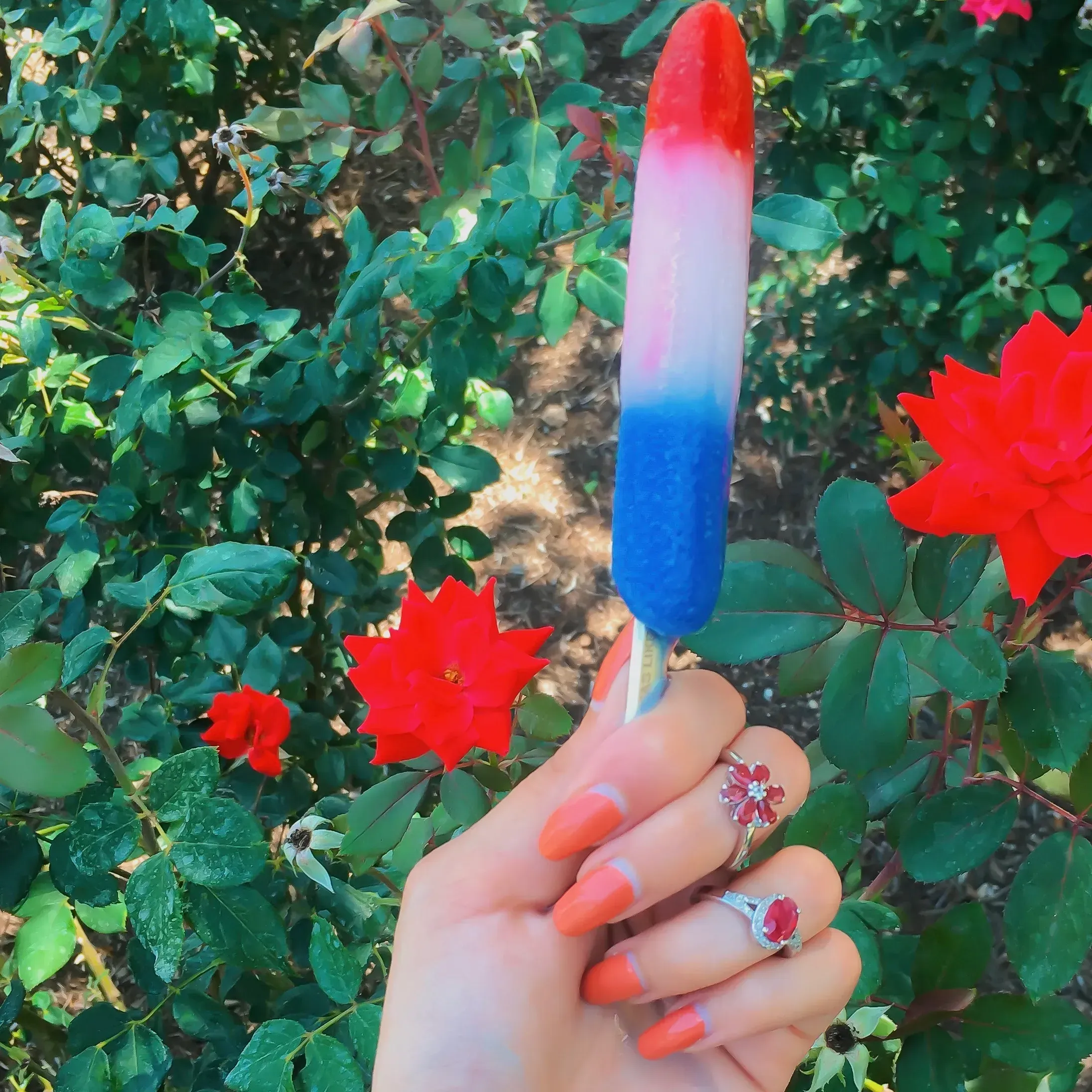 Woman's hand holding popsicle and wearing ruby rings. 