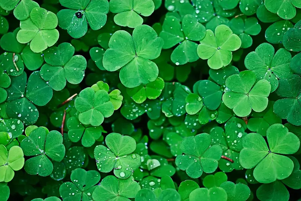 Closeup view of a patch of four leaf clovers.