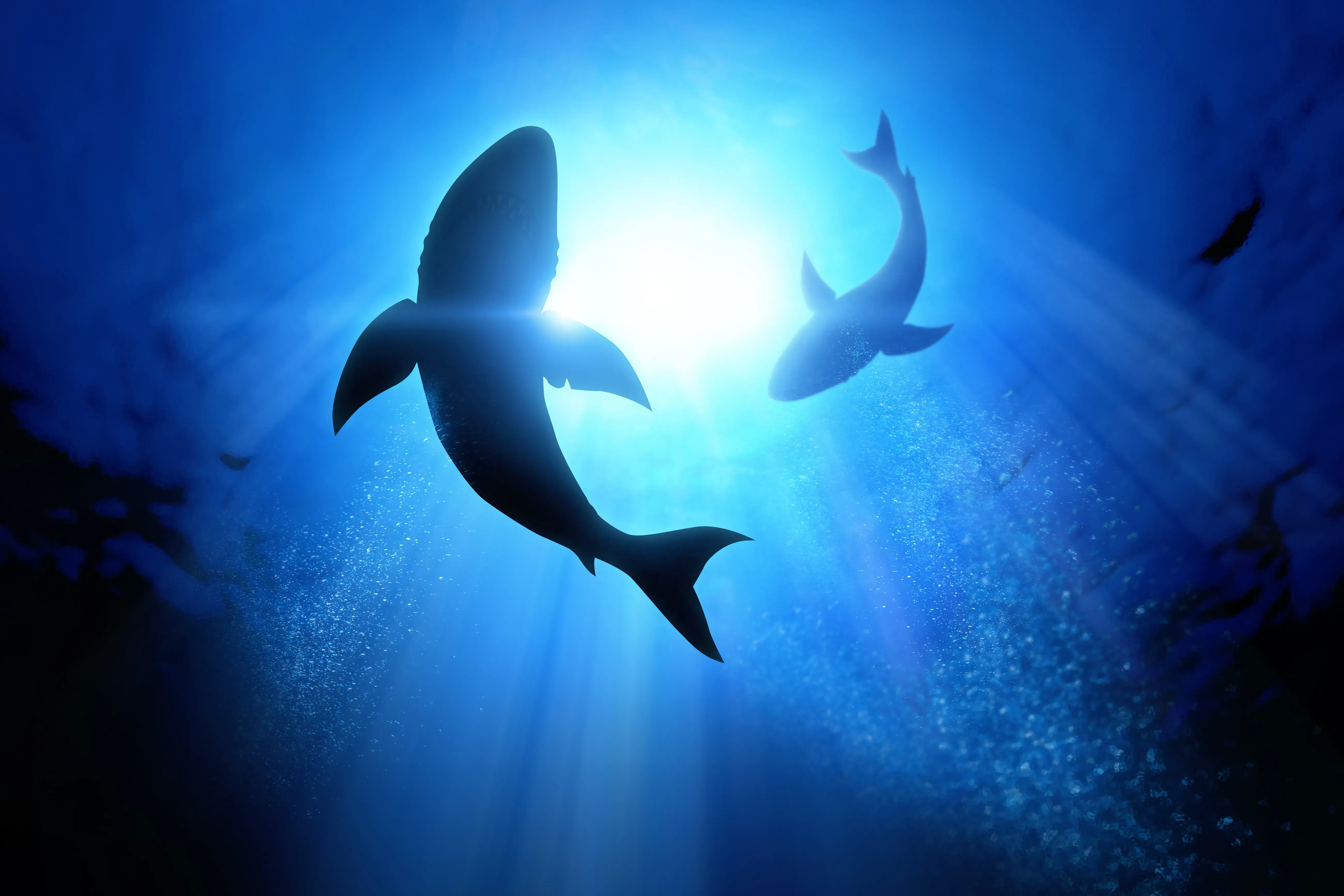 Backlit image of sharks circling in deep water. 
