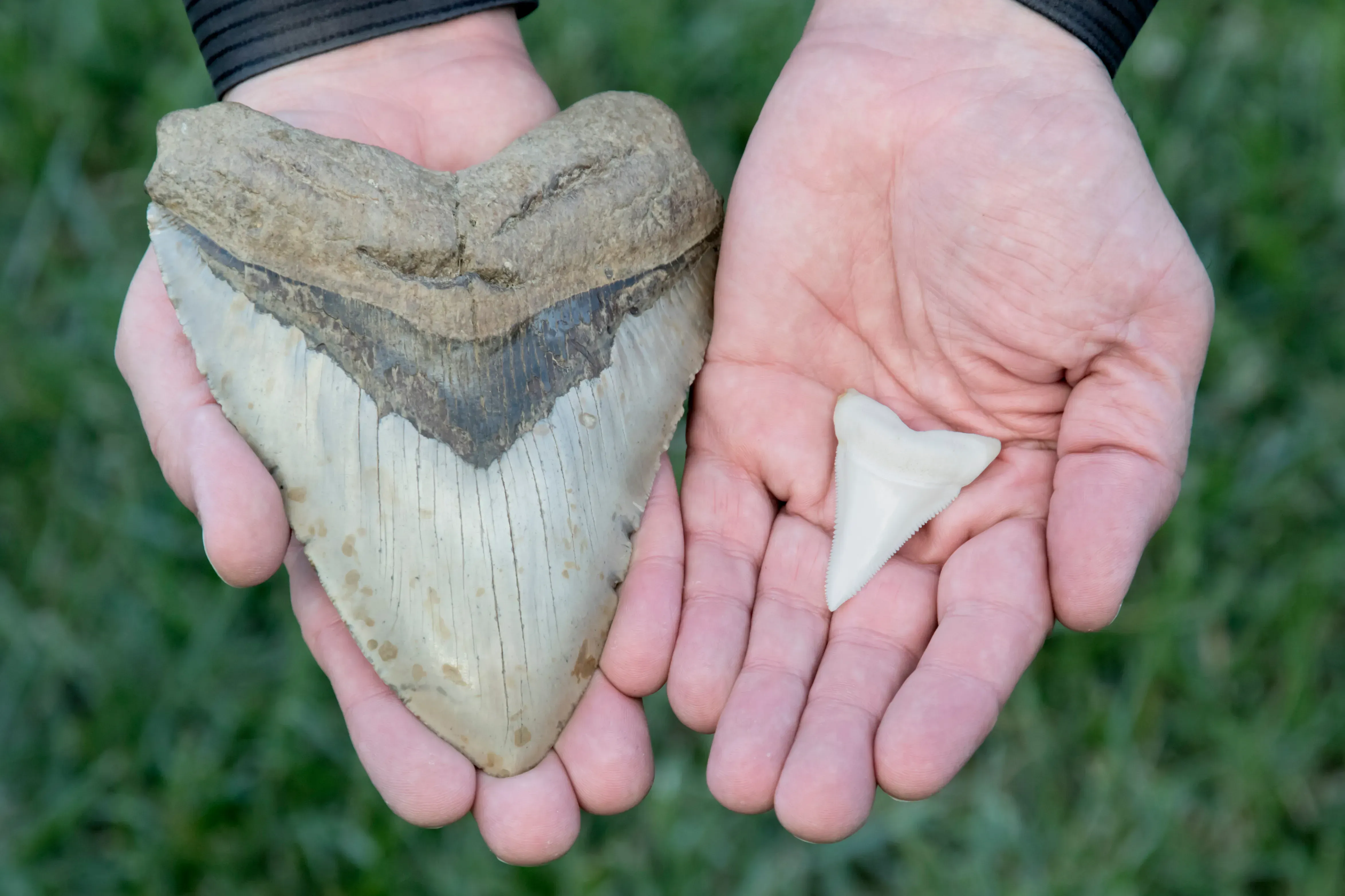 Megalodon versus great white shark tooth.
