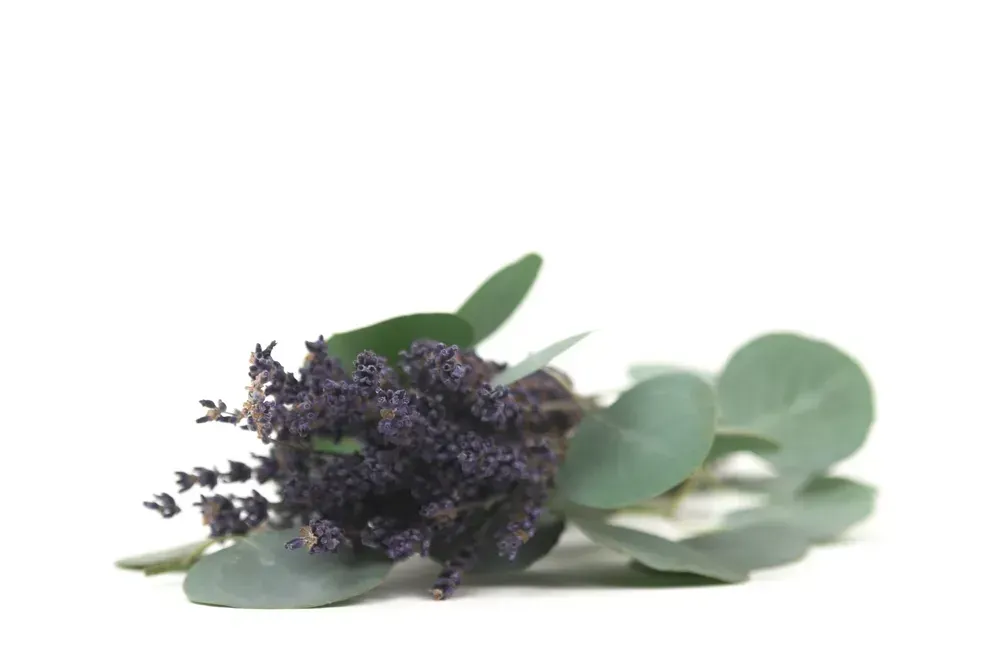 Lavender plant against white background