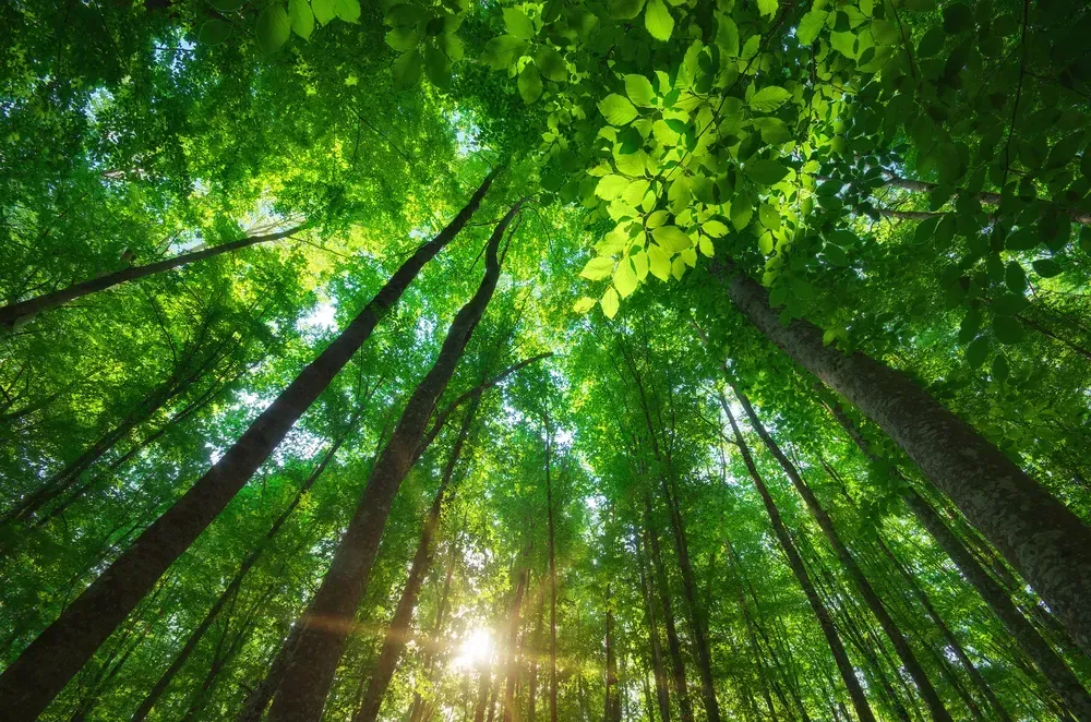 Deep into the forest