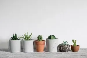 small succulents