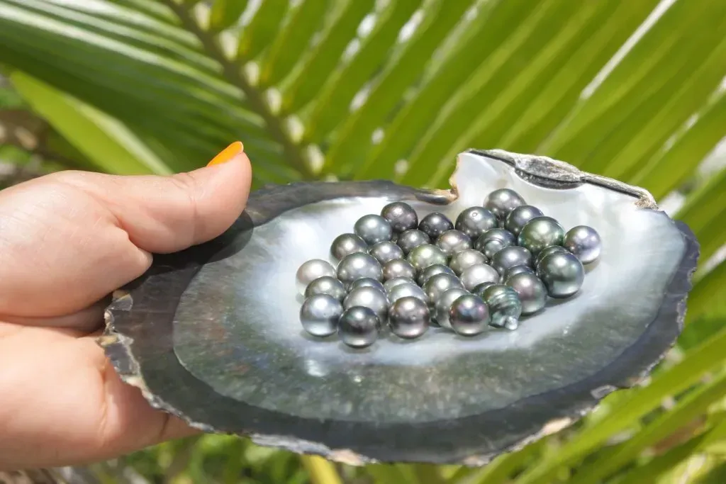 Collected Tahitian pearls displayed on the half shell.