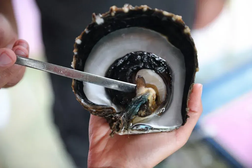 A worker removing a Tahitian pearl from its shell.