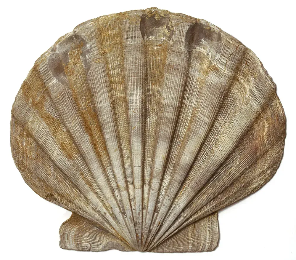 Brown Chesapecten jeffersonius against a white backdrop.