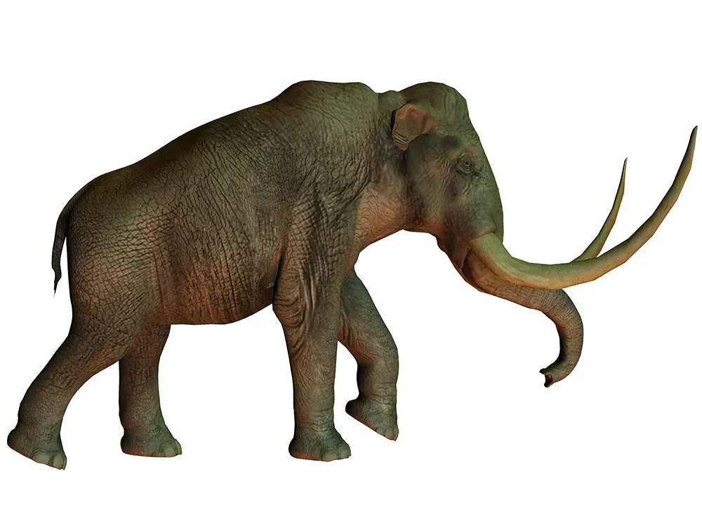 Illustrated columbian mammoth against white backdrop.