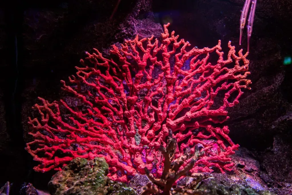World Wildlife Day 2019: Raising Awareness Under the Sea