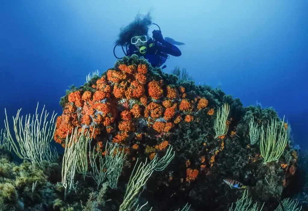 Diver exploring coral reef.