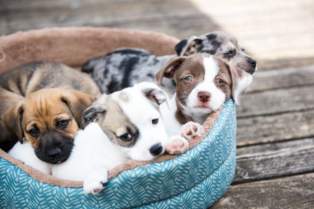 what is the best puppy for a family